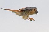 Kestrel In Flight_29373crop